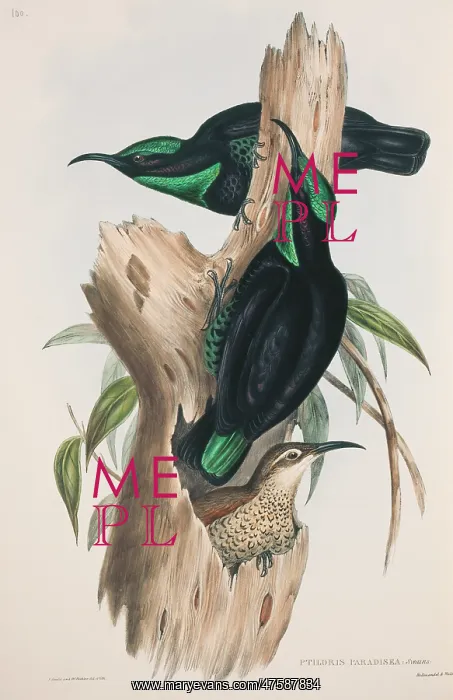: Ptiloris paradiseus, paradise riflebird : Ptiloris paradiseus, paradise riflebird