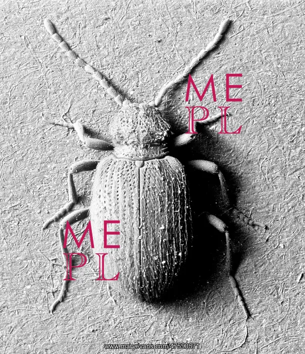 : Ptinus tectus, spider beetle : Ptinus tectus, spider beetle