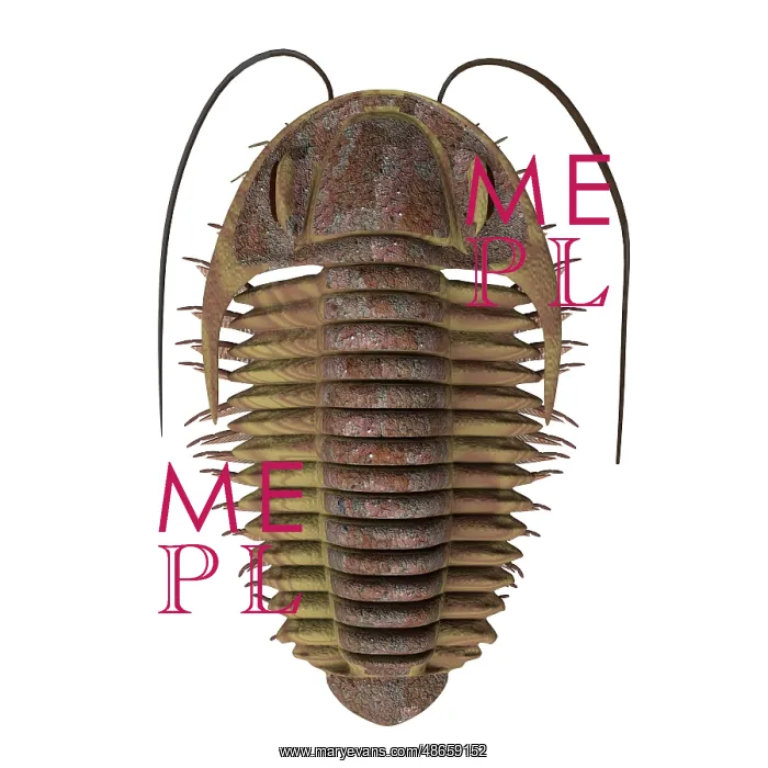 : Ptychoparia trilobite : Ptychoparia trilobite