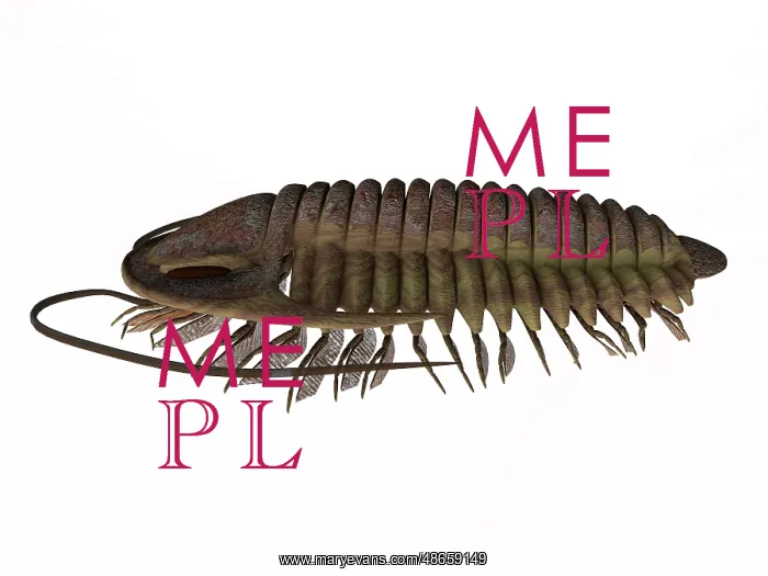 : Ptychoparia trilobite animal : Ptychoparia trilobite animal