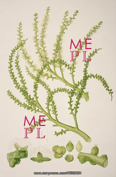 : Ptychosperma elegans, solitare palm : Ptychosperma elegans, solitare palm