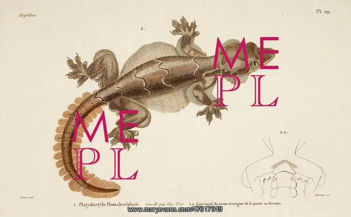 : Ptychozoon kohli, flying gecko : Ptychozoon kohli, flying gecko