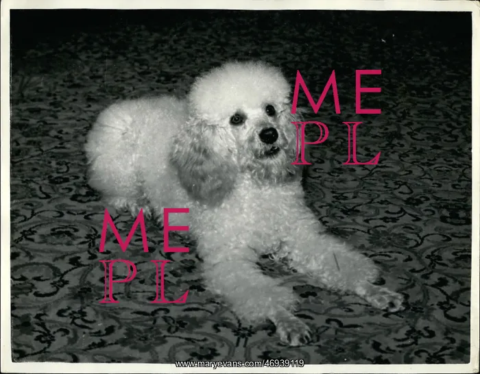 : Puckshill Guppi, performing poodle : Puckshill Guppi, performing poodle