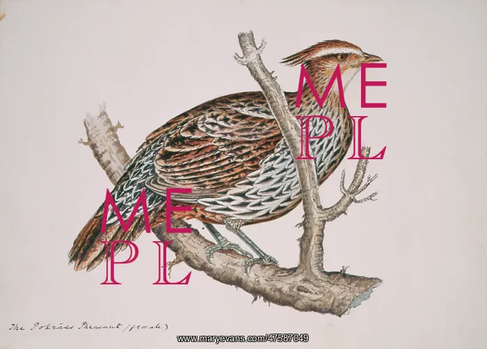 : Pucrasia macrolopha, koklass pheasant : Pucrasia macrolopha, koklass pheasant