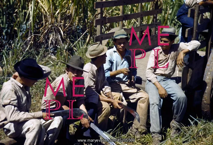 : Puerto Rico. Sugar cane workers resting ? : Puerto Rico. Sugar cane workers resting ?