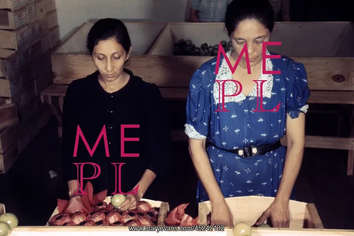: Puerto Rico. Women sorting and packing tomatoes ? : Puerto Rico. Women sorting and packing tomatoes ?