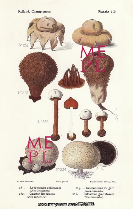 : Puffball and earthstar mushrooms : Puffball and earthstar mushrooms