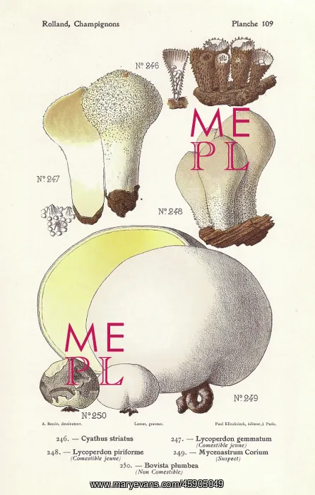 : Puffball mushrooms
