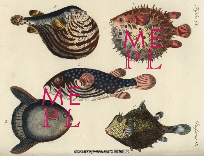 : Puffer, globe and sunfish : Puffer, globe and sunfish