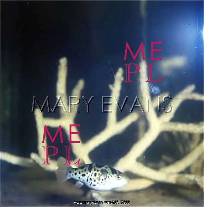 : PUFFERFISH : PUFFERFISH