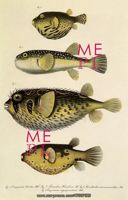  : Puffers, Porcupine Fish
