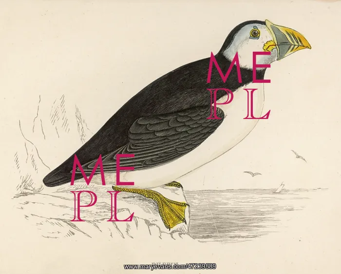  : PUFFIN. Puffin