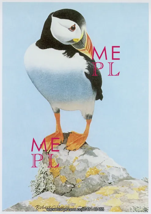  : Puffin