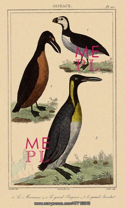  : Puffin, Auk, Penguin