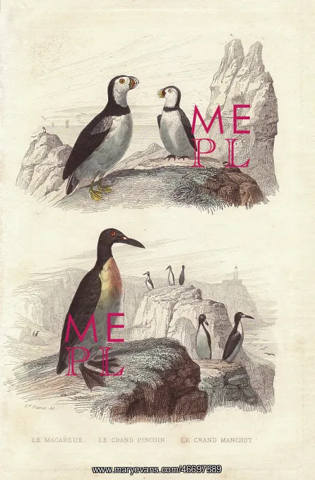 : Puffin, extinct great auk, and emperor penguin : Puffin, extinct great auk, and emperor penguin