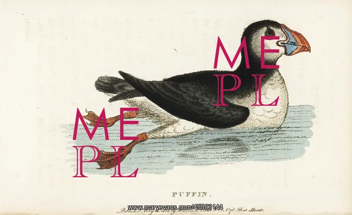 : Puffin, Fratercula arctica : Puffin, Fratercula arctica