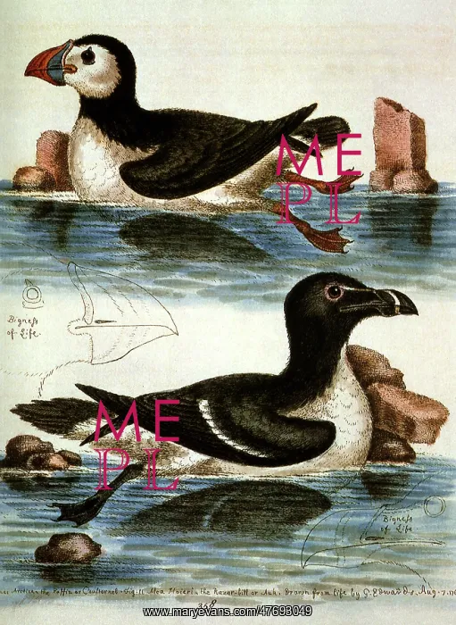  : Puffin and Razorbill