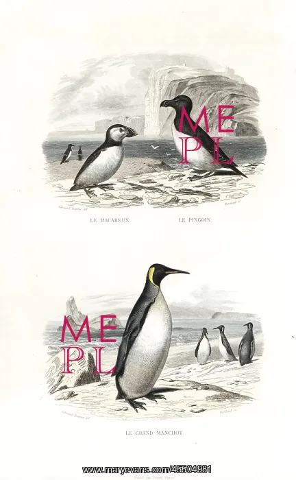 : Puffin, razorbill and king penguin : Puffin, razorbill and king penguin