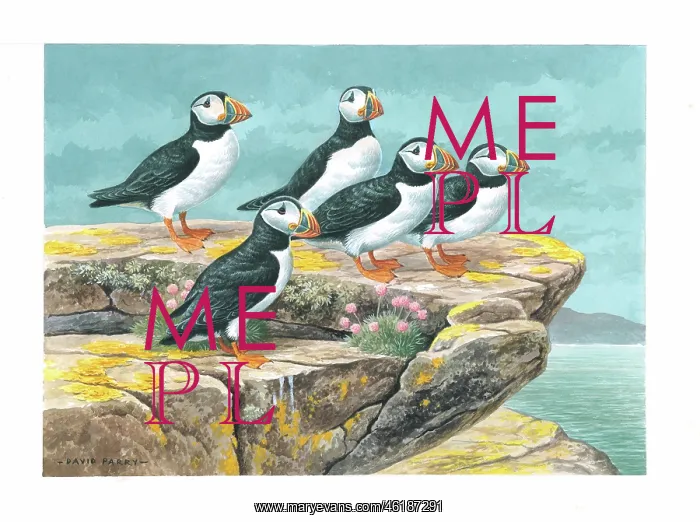  : Puffins by David Parry