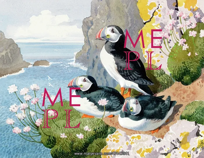  : Puffins on a cliff face