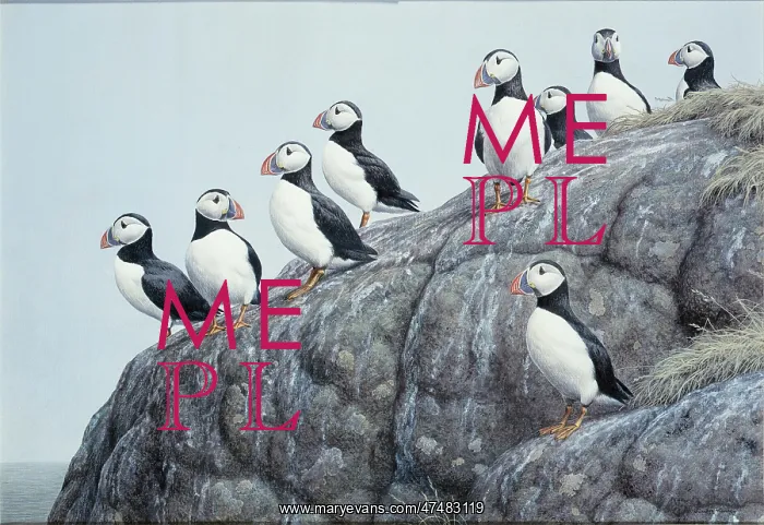 : Puffins on a rock overlooking the sea : Puffins on a rock overlooking the sea