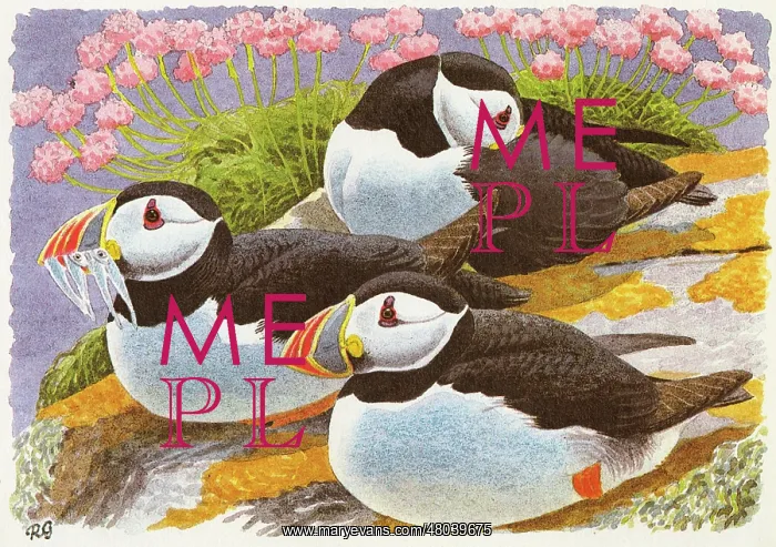 : Puffins sit on lichen covered rocks, one of the puffins holds small fish between its beak : Puffins sit on lichen covered rocks, one of the puffins holds small fish between its beak