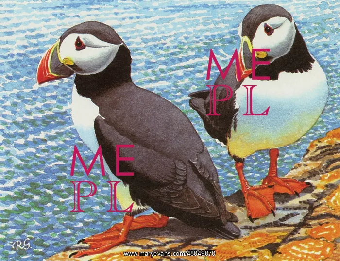 : Puffins perched on some rocks overlooking the sea : Puffins perched on some rocks overlooking the sea
