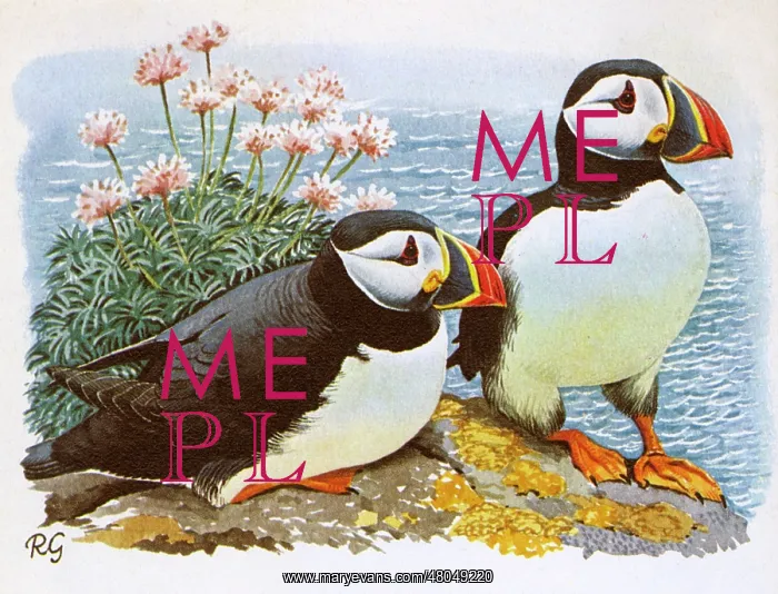: Puffins perch on rocks overlooking the sea : Puffins perch on rocks overlooking the sea
