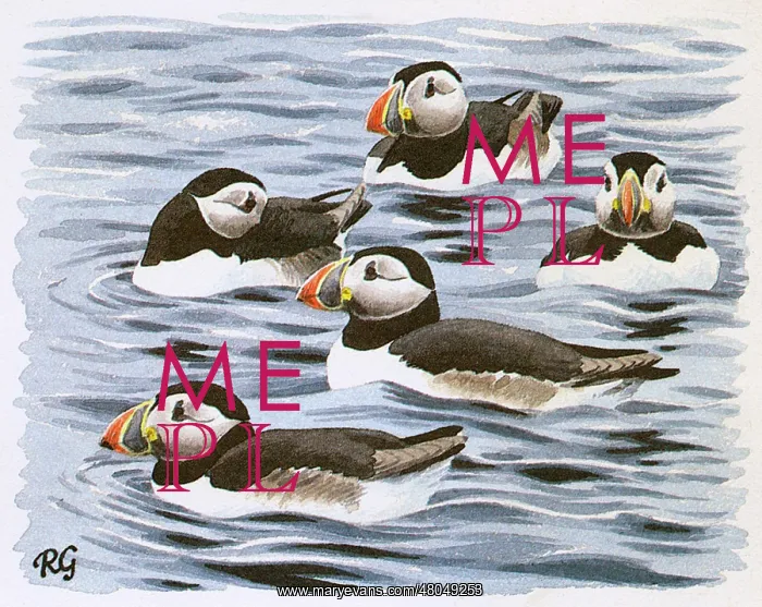 : Puffins : Puffins