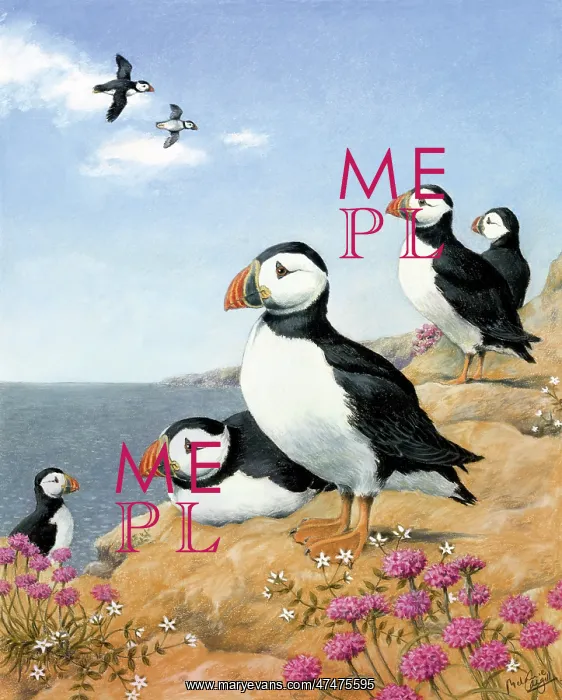  : Puffins on the Pembrokeshire Coast