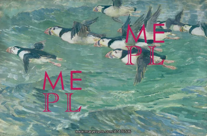 : Puffins ' puffins flying over the sea : Puffins ' puffins flying over the sea