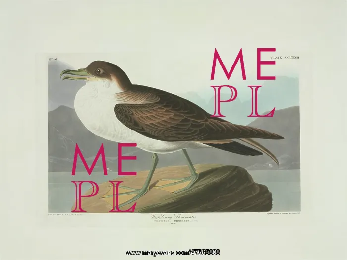 : Puffinus gravis, great shearwater : Puffinus gravis, great shearwater