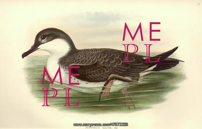 : Puffinus gravis, great shearwater : Puffinus gravis, great shearwater