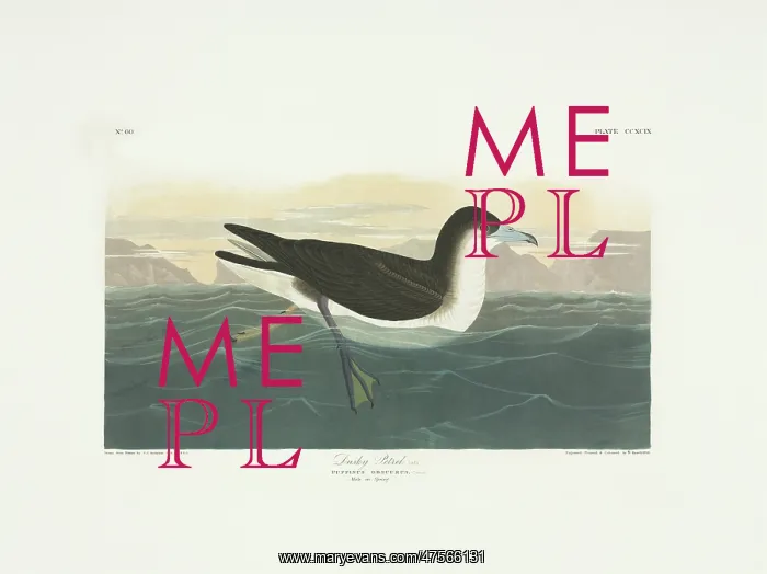: Puffinus lherminieri, Audubon's shearwater : Puffinus lherminieri, Audubon's shearwater