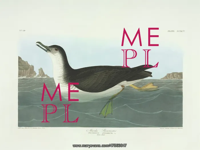  : Puffinus puffinus, Manx shearwater