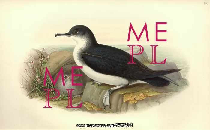 : Puffinus puffinus, Manx shearwater : Puffinus puffinus, Manx shearwater