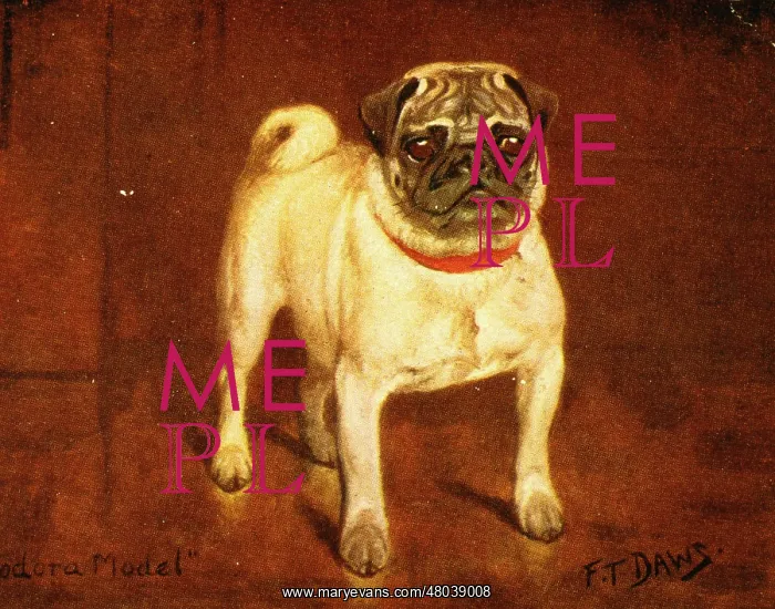 : Pug dog. A pug dog