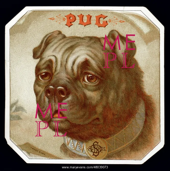  : Pug dog design on a beermat