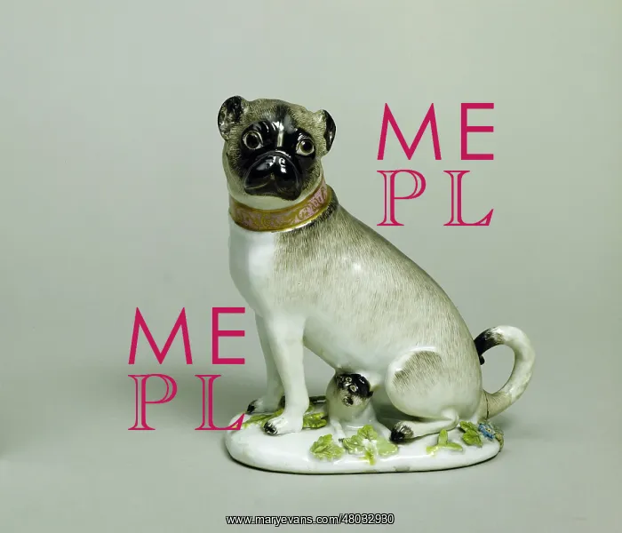 : Pug dog and its baby : Pug dog and its baby