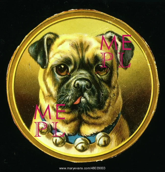  : Pug dog with bells round its neck