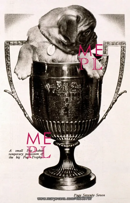  : Pug dog in trophy cup