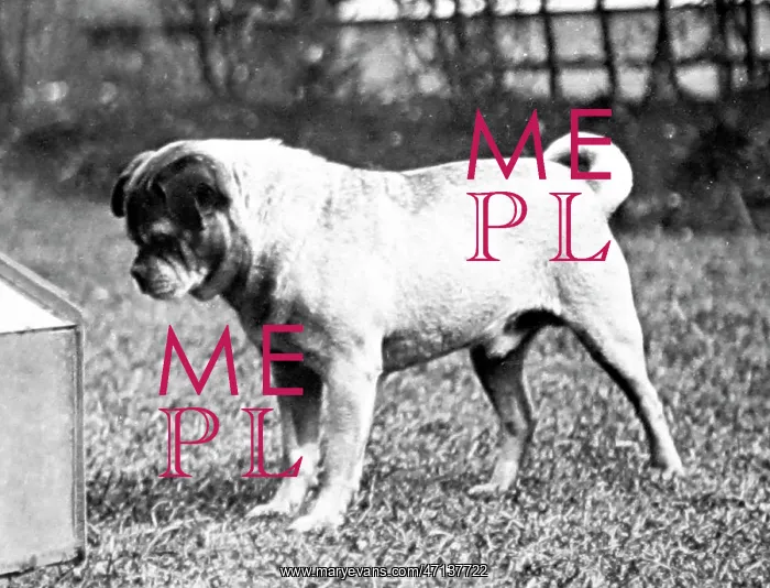  : A pug dog, Victorian period