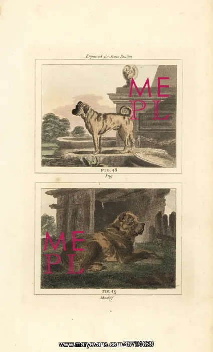 : Pug and mastiff : Pug and mastiff