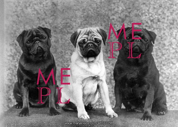: THREE PUGS / 1963 : THREE PUGS / 1963