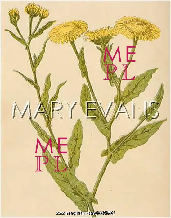 : PULICARIA DYSENTERICA : PULICARIA DYSENTERICA