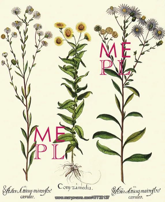 : Pulicaria dysenterica, Aster amellus : Pulicaria dysenterica, Aster amellus