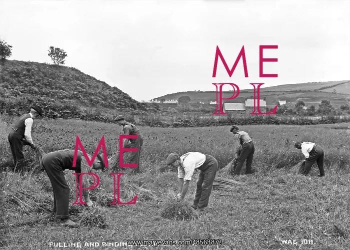 : Pulling and Binding Flax, Co. Antrim : Pulling and Binding Flax, Co. Antrim