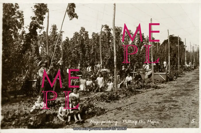 : Pulling the Hops - Hop Pickers - West Malling, Kent : Pulling the Hops - Hop Pickers - West Malling, Kent