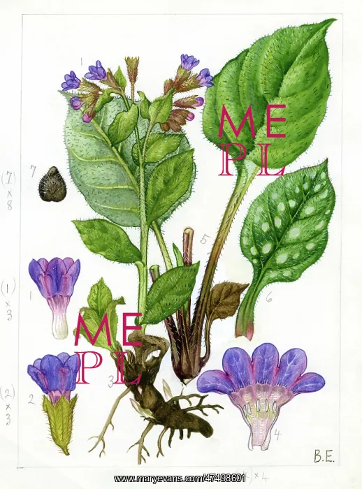 : Pulmonaria officinalis - lungwort : Pulmonaria officinalis - lungwort
