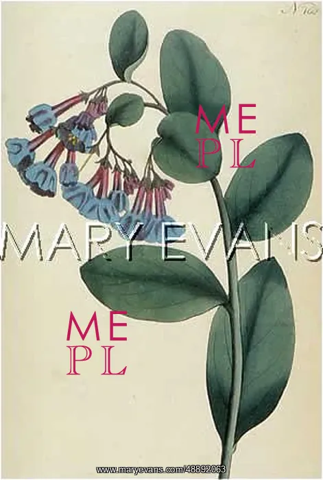  : PULMONARIA VIRGINICA